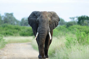 Quanto Tempo Vive Um Elefante