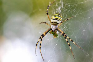 Quanto Tempo Vive Uma Aranha